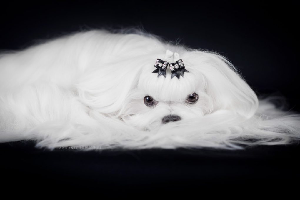 maltańczyk, fotografia psów