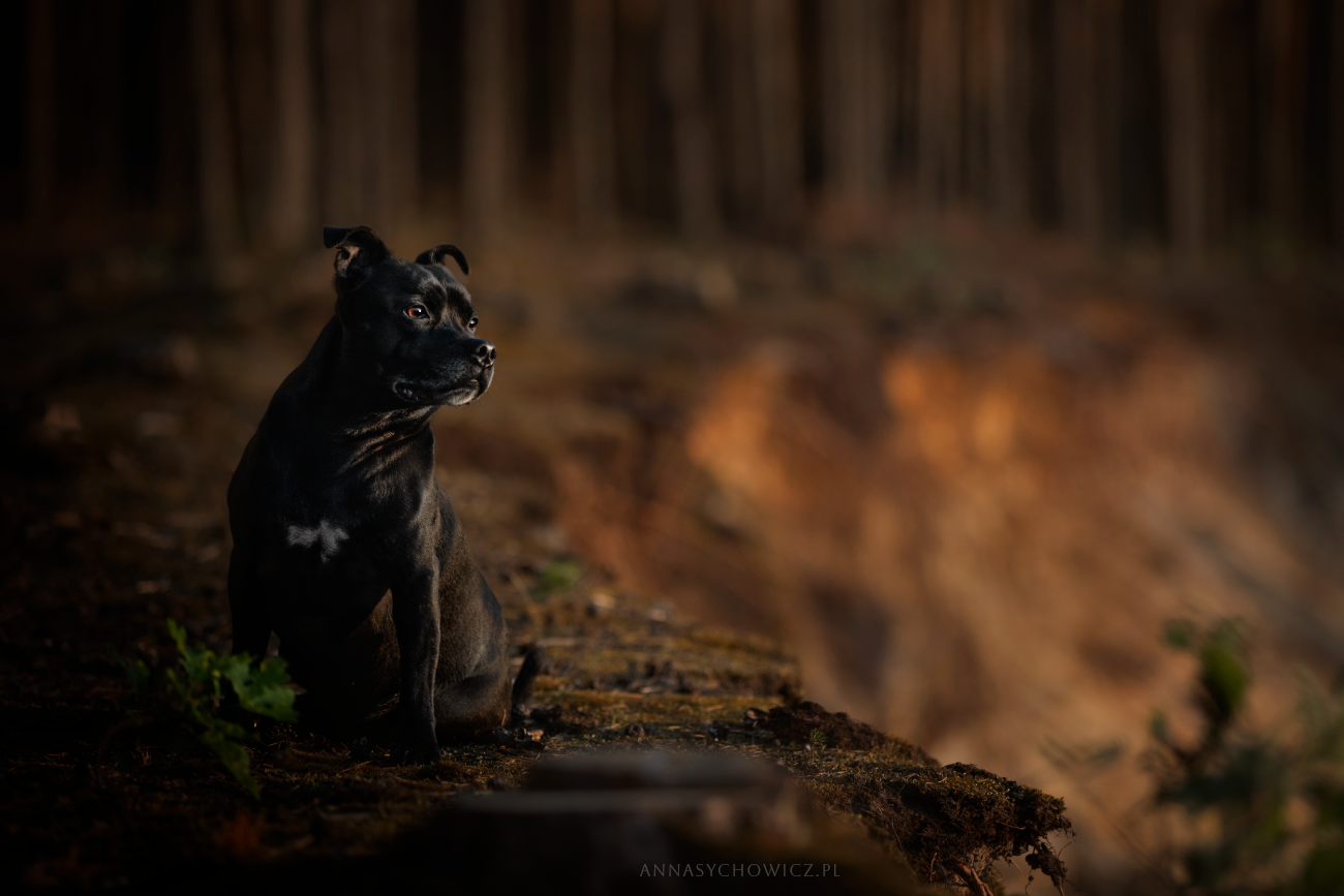 Sesja psa rasy Staffordshire Terrier – Fotografia Psów Łódzkie