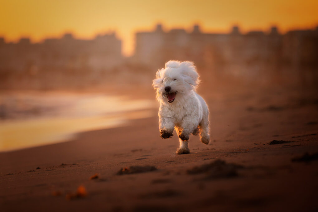 Fotograf psów,opinie, sesja w hiszpanii