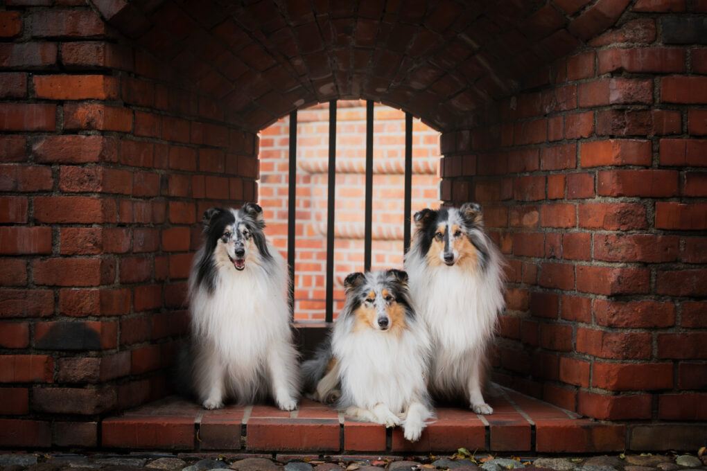 Fotospacer z psem, fotograf psów warszawa, sesja z psem warszawa, stare miasto