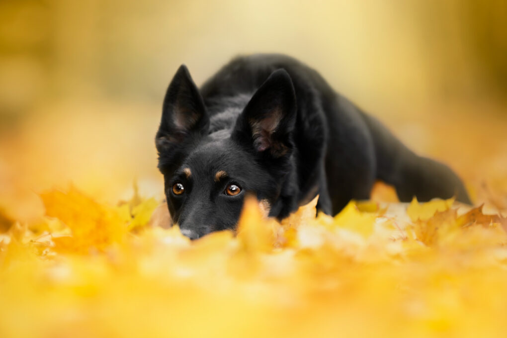 Jesienne zdjęcia psów, fotograf psów
