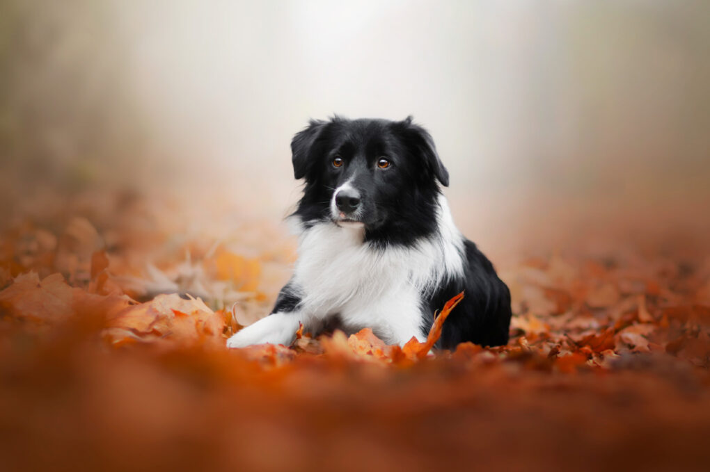 Border collie, zdjęcia, sesja psa