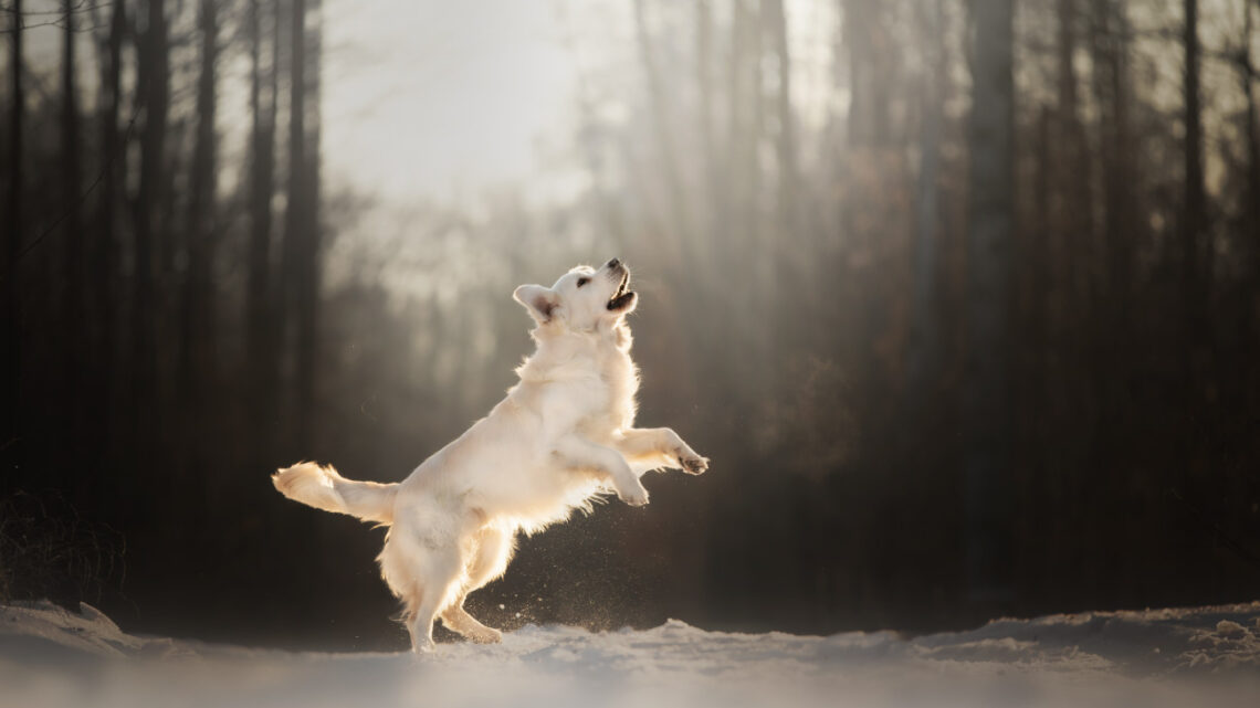 Golden Retriever, FotogrAFIA PSÓW, fotograf psów, psi fotograf warszawa