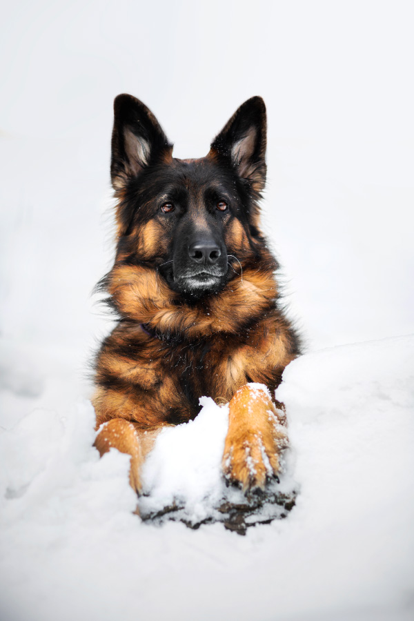 Zimowa sesja psa Owczarek niemiecki, fotografia psów