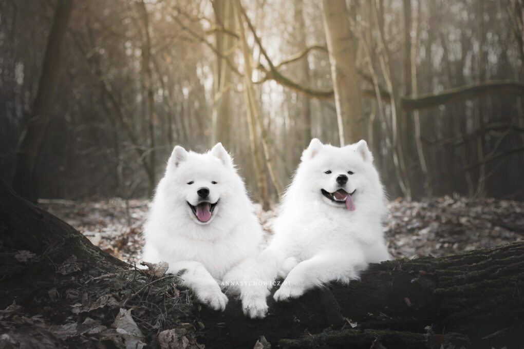 samoyed, fotografia psów