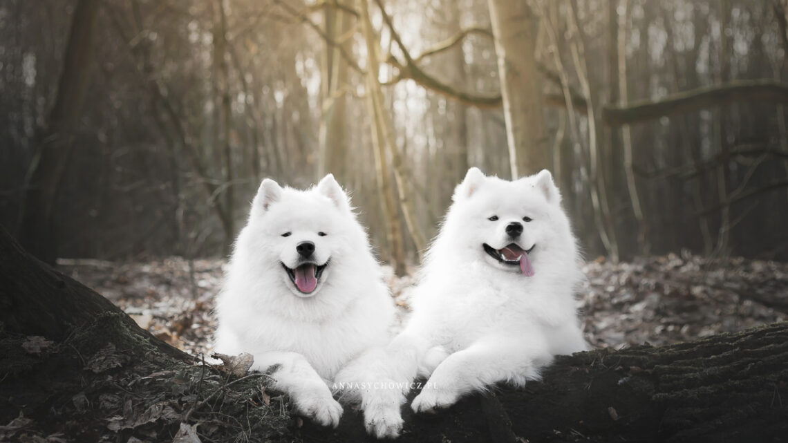 samoyed, fotografia psów
