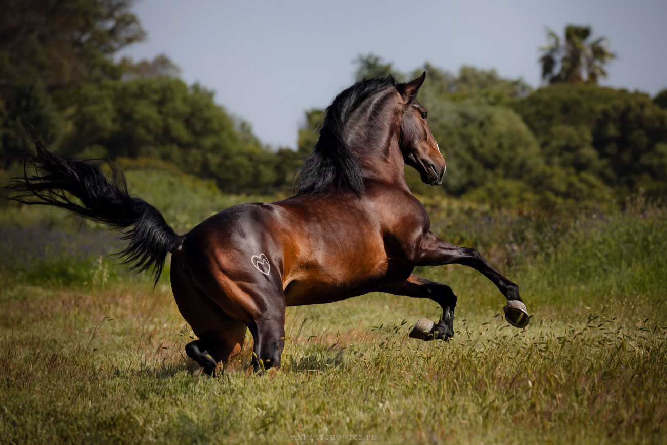 Siroco do Morgado – sesja ogiera lusitano w Hiszpanii
